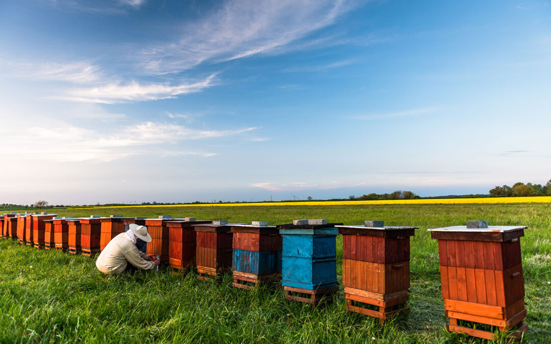 Salvemos a las abejas y los apicultores